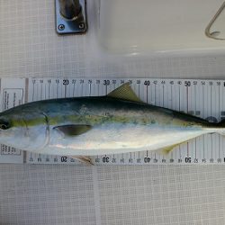 フルコンタクト 釣果