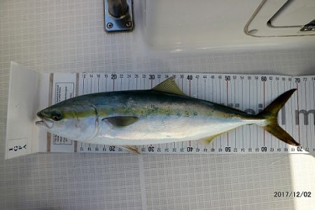 フルコンタクト 釣果