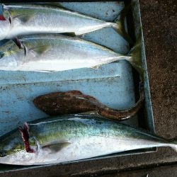 明神釣船 釣果