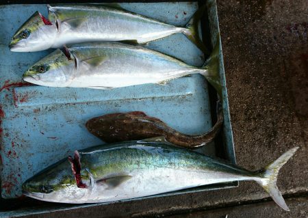 明神釣船 釣果