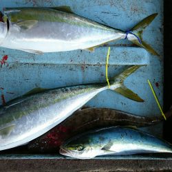 明神釣船 釣果