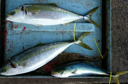 明神釣船 釣果