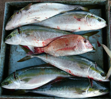 明神釣船 釣果