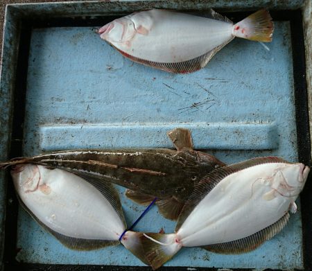 明神釣船 釣果