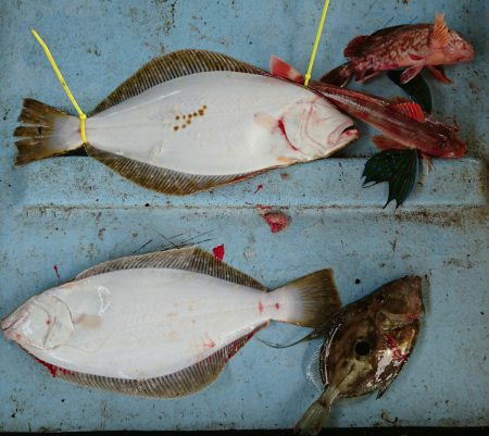 明神釣船 釣果