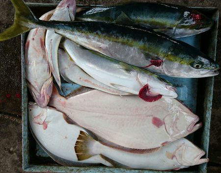 明神釣船 釣果