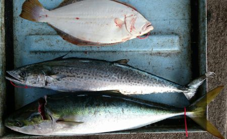 明神釣船 釣果