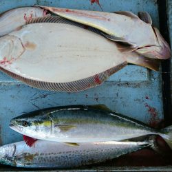 明神釣船 釣果