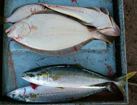 明神釣船 釣果