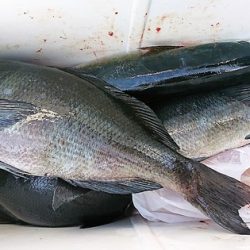 しば渡船 釣果