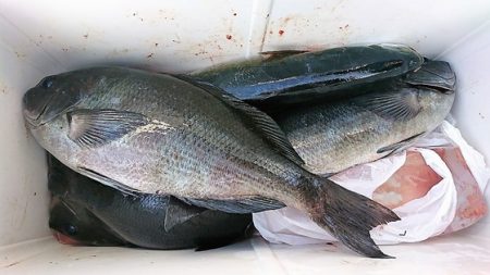 しば渡船 釣果