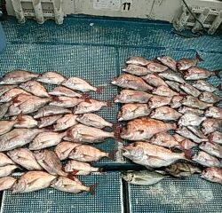 フィッシングガイド りょう 釣果