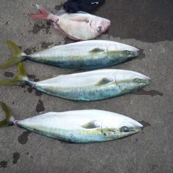 浅間丸 釣果