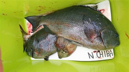 しば渡船 釣果