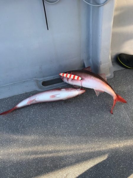 へいみつ丸 釣果