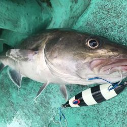 広進丸 釣果