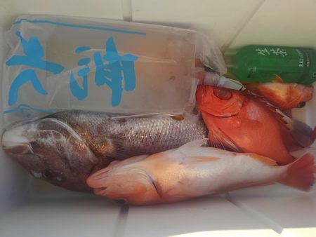 遊漁船 新鋭丸 釣果