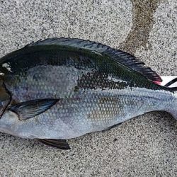 しば渡船 釣果