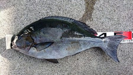 しば渡船 釣果