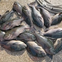 しば渡船 釣果