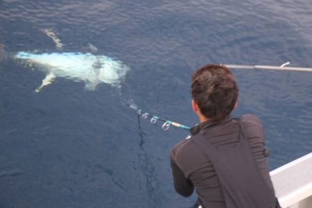 へいみつ丸 釣果