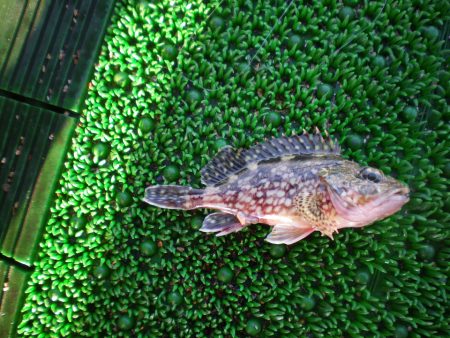 オリジナルメーカー海づり公園(市原市海づり施設) 釣果