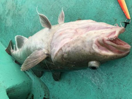 広進丸 釣果