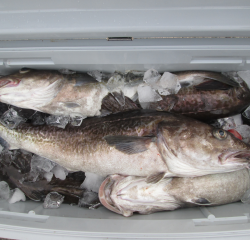 なかくに丸 釣果