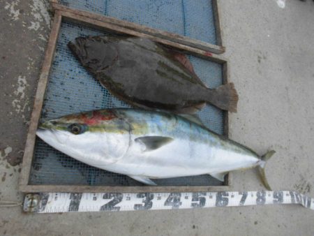 大進丸（愛知） 釣果