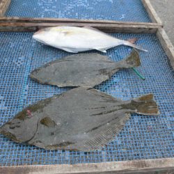 大進丸（愛知） 釣果