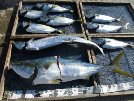 大進丸（愛知） 釣果