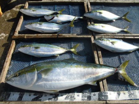 大進丸（愛知） 釣果