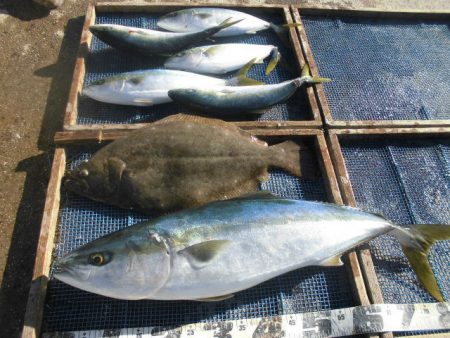 大進丸（愛知） 釣果