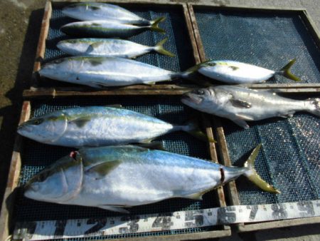 大進丸（愛知） 釣果