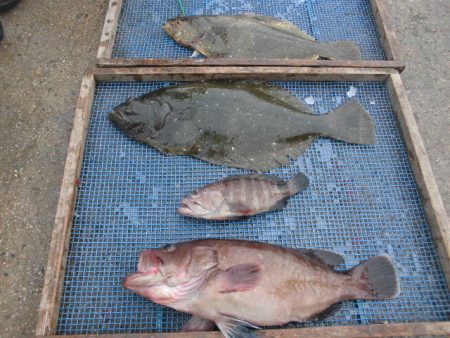 大進丸（愛知） 釣果