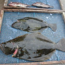 大進丸（愛知） 釣果