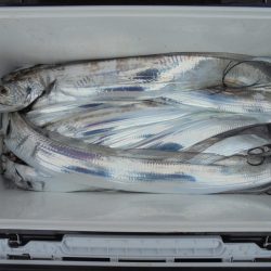 ＨＡＲＵＫＡ丸　はるかまる 釣果