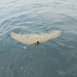 ＨＡＲＵＫＡ丸　はるかまる 釣果