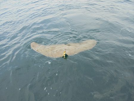 ＨＡＲＵＫＡ丸　はるかまる 釣果