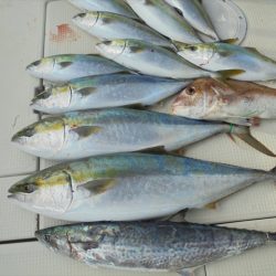 ＨＡＲＵＫＡ丸　はるかまる 釣果