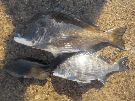 千鳥丸 釣果