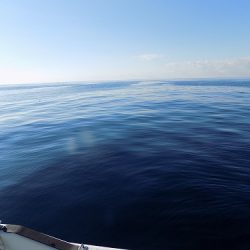 フィッシングボート空風（そらかぜ） 釣果