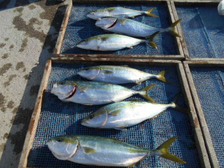 大進丸（愛知） 釣果