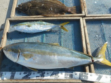 大進丸（愛知） 釣果