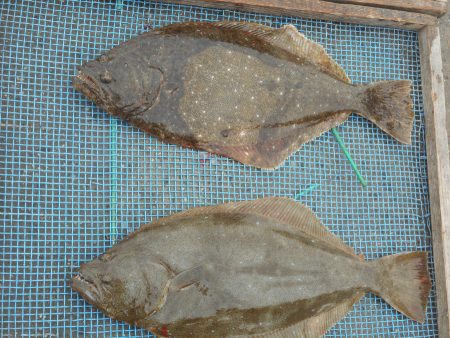 大進丸（愛知） 釣果