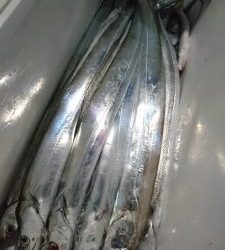 舵丸 釣果