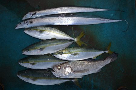 アジアマリンサービス 釣果