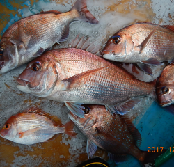 作十丸 釣果