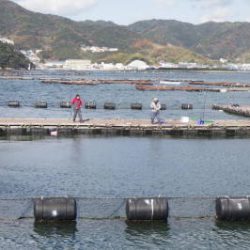 淡路じゃのひれフィッシングパーク 釣果