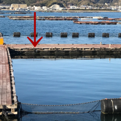 淡路じゃのひれフィッシングパーク 釣果